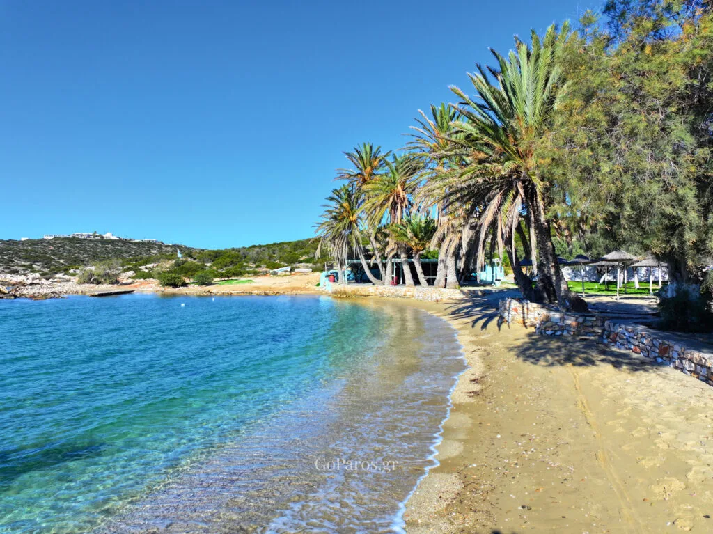Agia Irini Beach, Paros, curved sandy bay with palm trees, stone edging, and clear water along the shoreline