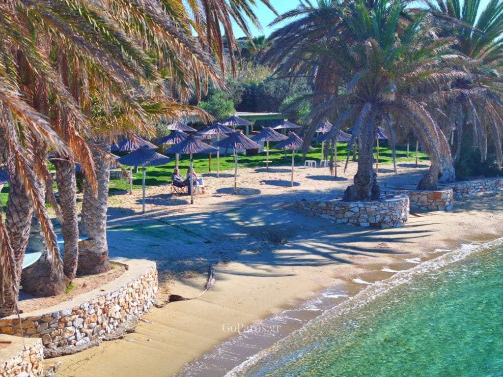Agia Irini Beach, Paros, straw umbrellas on sand under palm trees near the waterline