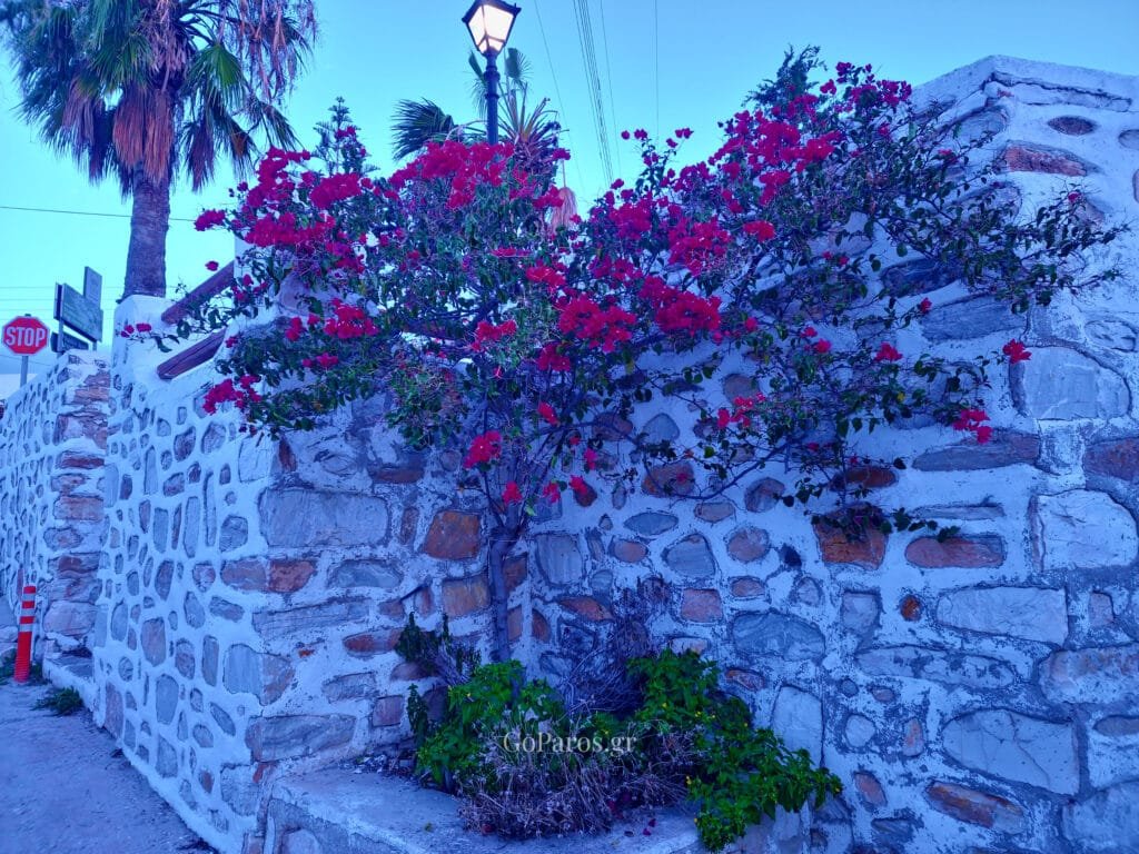 Drios, Paros, red bougainvillea spilling over a stone wall beside a street lamp and palm tree