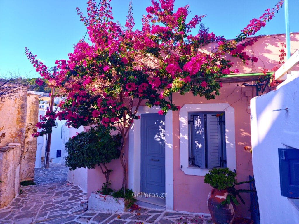 Lefkes, Paros, pink bougainvillea tree over a pastel house with grey-blue door and shuttered window