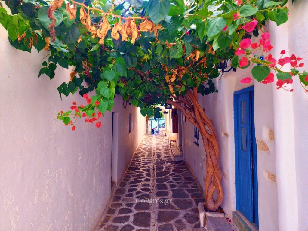 Parikia, Paros, narrow stone alley with bougainvillea canopy and a blue door
