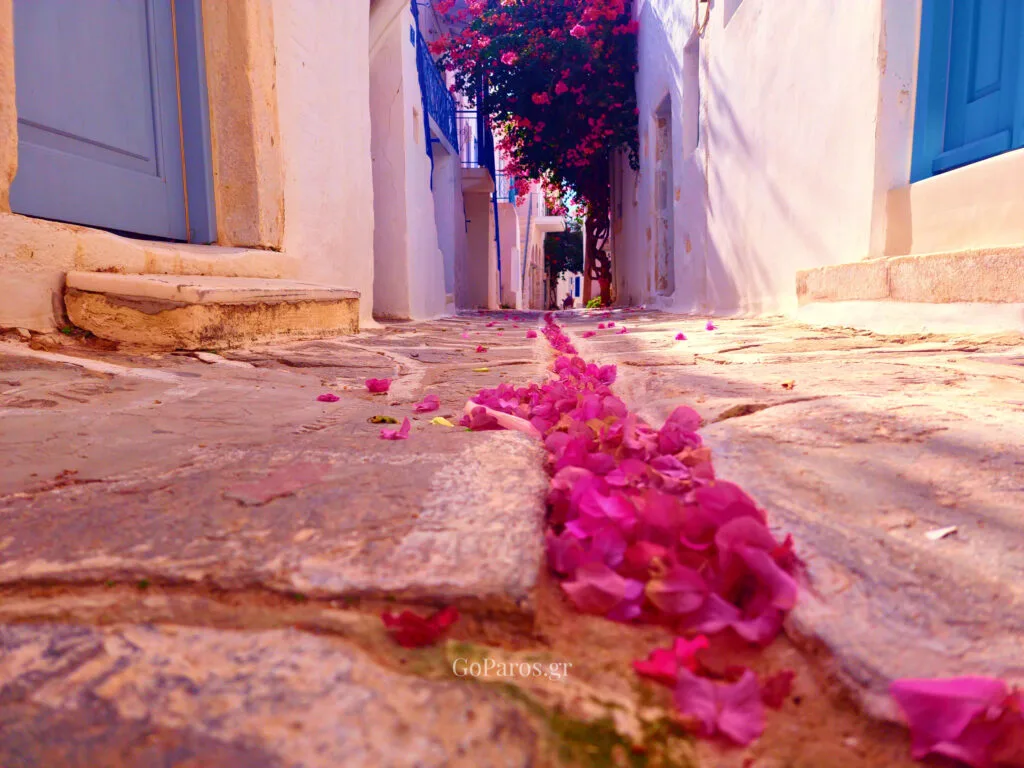 Parikia, Paros, low angle view of a stone alley with bougainvillea petals along the path