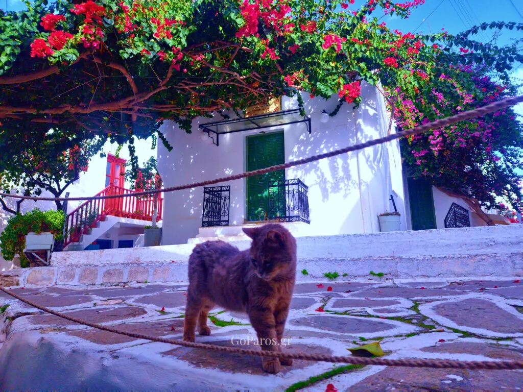 Parikia, Paros, cat standing on a stone lane under bougainvillea and whitewashed houses