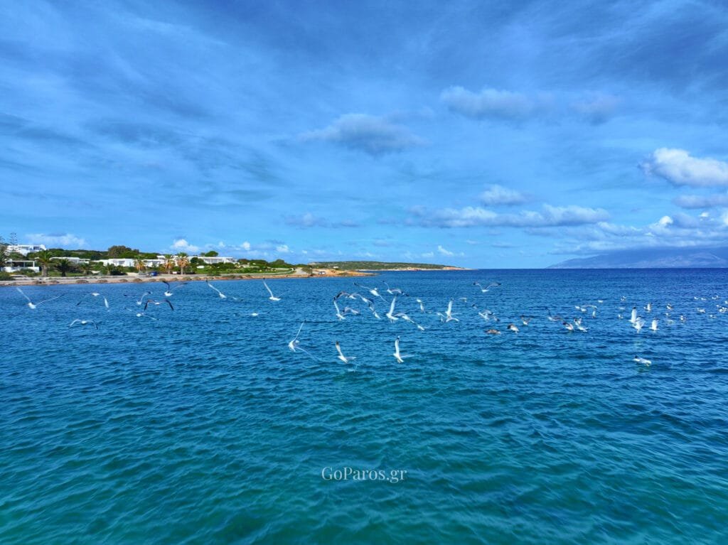 Sandy beach with low dunes, gentle waves and sea-guls flying in a group low above the water in Santa Maria beach, Paros