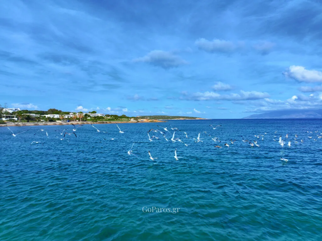 Sandy beach with low dunes, gentle waves and sea-guls flying in a group low above the water in Santa Maria beach, Paros