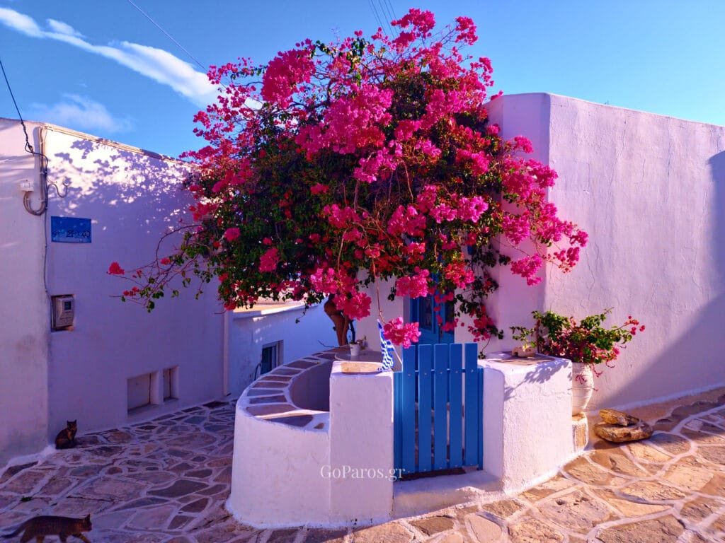 Lefkes, Paros, bright bougainvillea over a white wall and blue gate on a stone lane