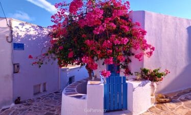 Lefkes, Paros, bright bougainvillea over a white wall and blue gate on a stone lane