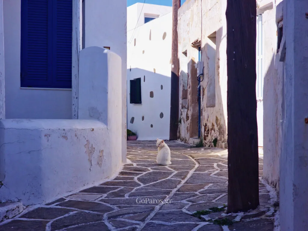 White cat sitting in a quiet stone-paved alley in Kostos village, Paros